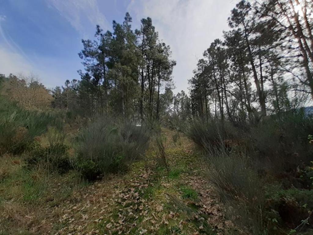 Lote para venda em SÂO JOÃO DE TAROUCA