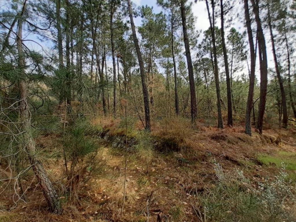 Lote para venda em SÂO JOÃO DE TAROUCA
