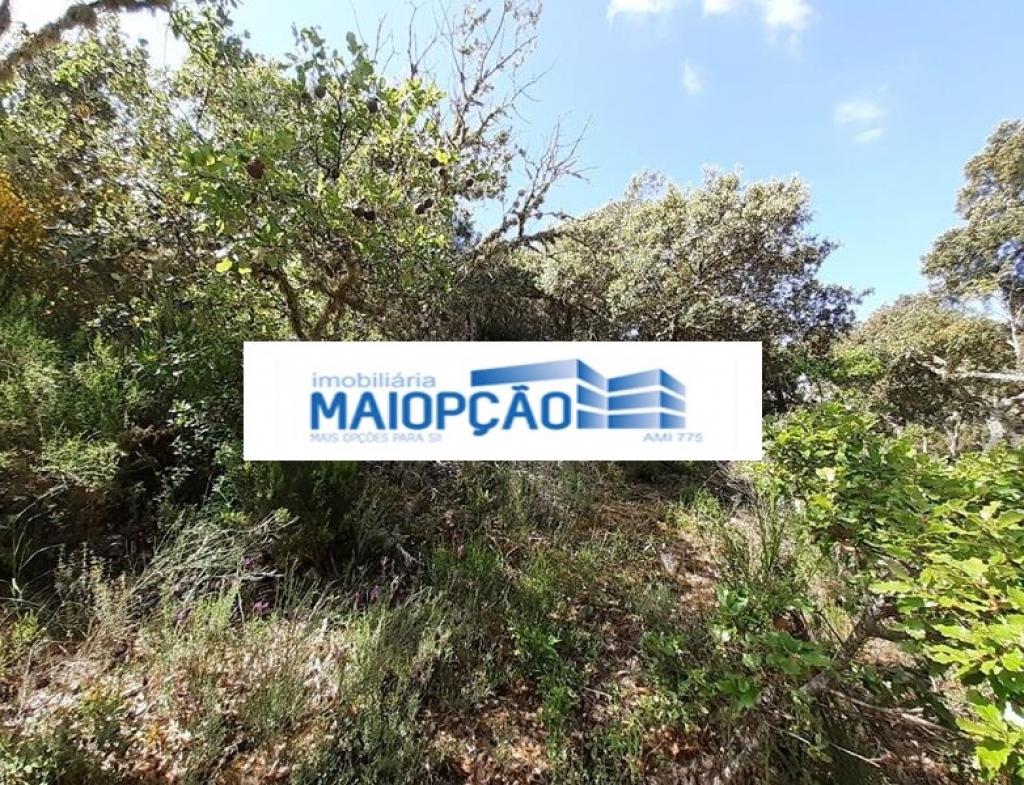 Lote para venda em CASTRO VICENTE