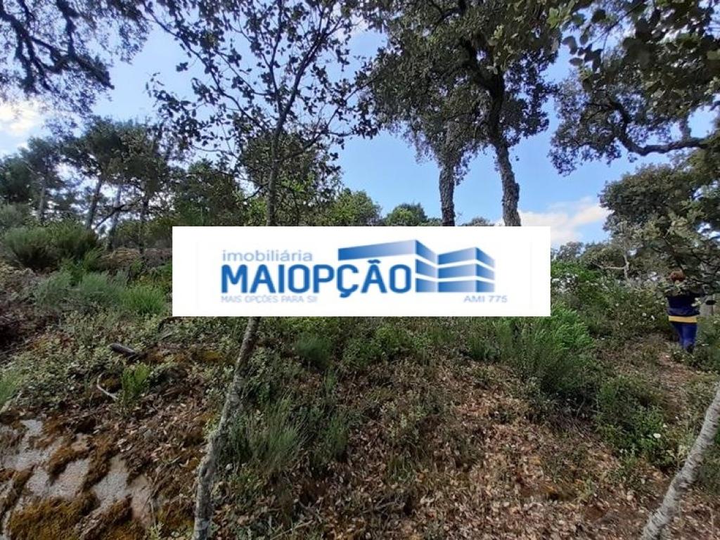 Lote para venda em CASTRO VICENTE