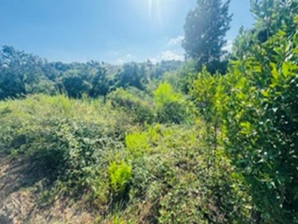Lote para venda em LEIRIA, POUSOS, BARREIRA E CORTES, Leiria